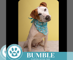 Small #3 Labrador Retriever Mix