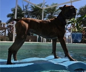 Father of the Boxer puppies born on 04/29/2025