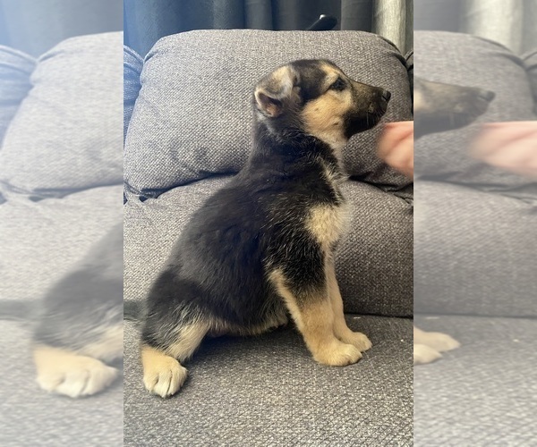 Medium Photo #5 German Shepherd Dog Puppy For Sale in YUCCA VALLEY, CA, USA