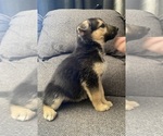 Small #4 German Shepherd Dog