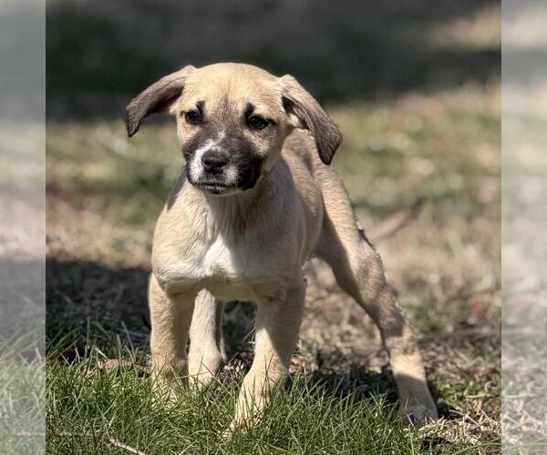 Medium Photo #4 Labrador Retriever-Unknown Mix Puppy For Sale in Yardley, PA, USA