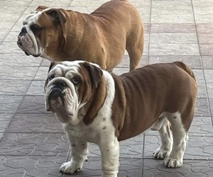 Father of the Bulldog puppies born on 03/05/2022