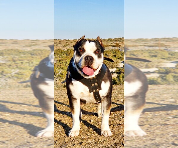 Medium Photo #1 American Bully Puppy For Sale in PALMDALE, CA, USA