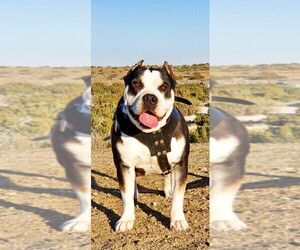 Mother of the American Bully puppies born on 10/26/2020