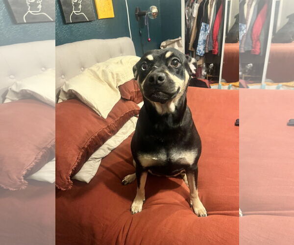 Medium Photo #12 Australian Kelpie-Unknown Mix Puppy For Sale in Corona, CA, USA