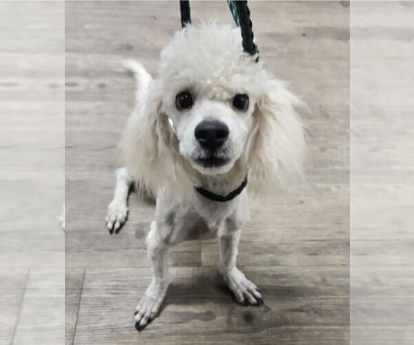 Medium Photo #2 Poodle (Miniature)-Unknown Mix Puppy For Sale in Lakewood, CO, USA