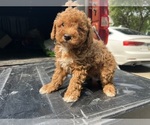 Small #3 Miniature Pinscher-Poodle (Toy) Mix