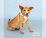 Small #1 American Pit Bull Terrier Mix