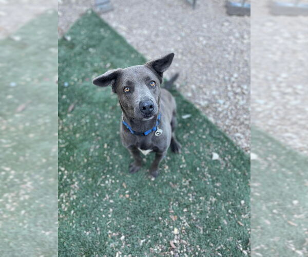 Medium Photo #5 Unknown-Weimaraner Mix Puppy For Sale in Foristell, MO, USA