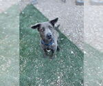 Small #4 Weimaraner Mix
