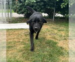 Small #2 Labrador Retriever Mix