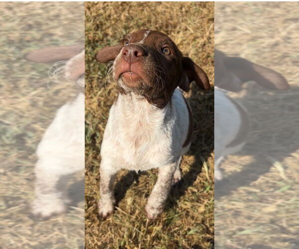 Medium Photo #3 Lab-Pointer Puppy For Sale in Harrison, AR, USA