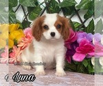 Image preview for Ad Listing. Nickname: Luna