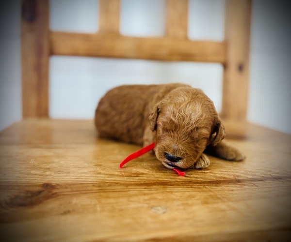 Medium Photo #6 Goldendoodle (Miniature) Puppy For Sale in SAINT JAMES, MO, USA