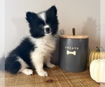 Small #2 Pomeranian