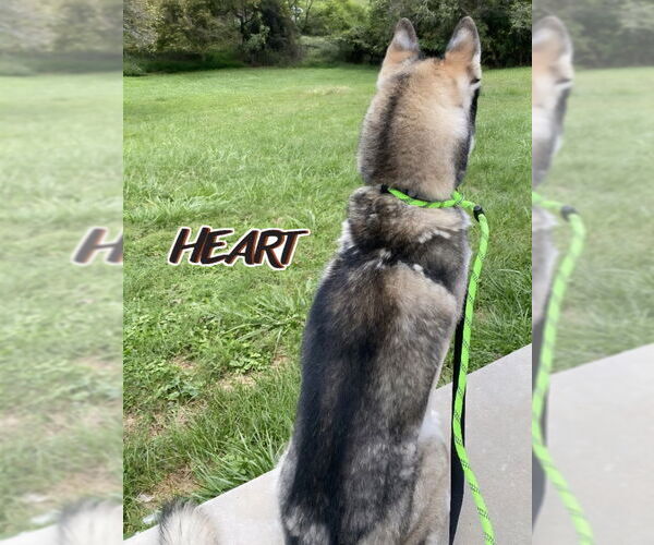 Medium Photo #4 Siberian Husky Puppy For Sale in Severn, MD, USA