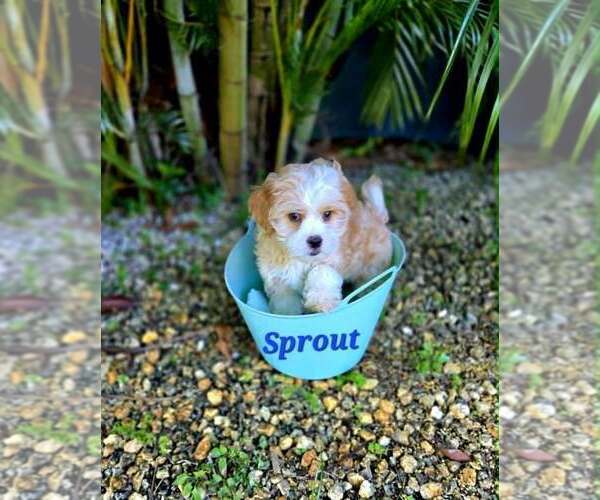 Medium Photo #9 Mal-Shi Puppy For Sale in Plantation, FL, USA