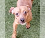 Small Chihuahua Mix