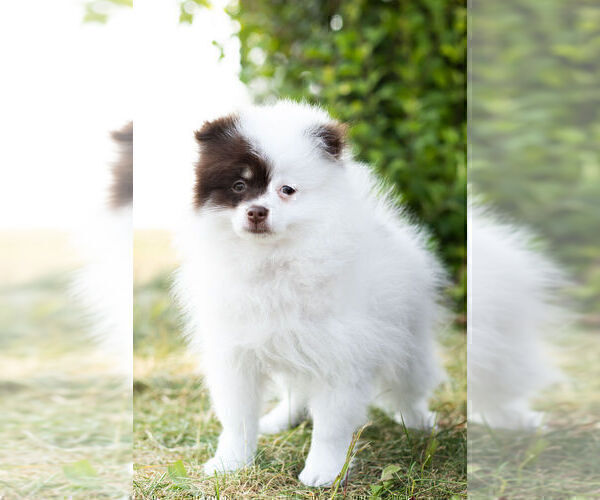 Medium Photo #10 Pomeranian Puppy For Sale in WARSAW, IN, USA