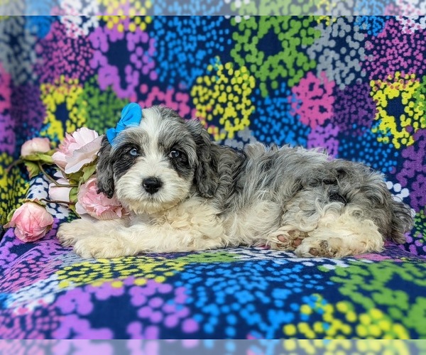 Medium Photo #6 Cavapoo Puppy For Sale in KINZERS, PA, USA