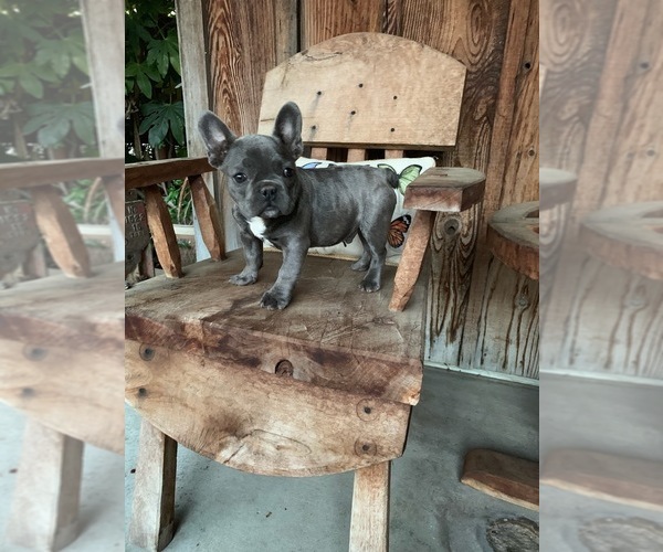 Medium Photo #4 French Bulldog Puppy For Sale in MODESTO, CA, USA