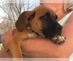 Small #5 Boxer Mix