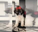 Small Photo #1 Mal-Shi Puppy For Sale in RANCHO CUCAMONGA, CA, USA