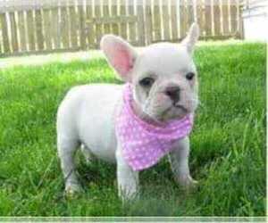 American French Bull Terrier Puppy for sale in BELL, CA, USA