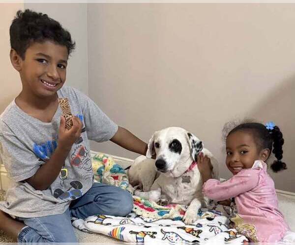 Medium Photo #6 Pointer-Unknown Mix Puppy For Sale in Kennesaw, GA, USA