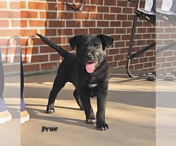 Medium Photo #1 Catahoula Leopard Dog-Labrador Retriever Mix Puppy For Sale in Oakhurst, NJ, USA