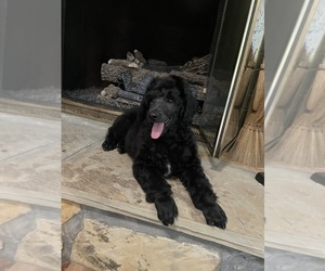 Poodle (Standard) Puppy for Sale in HARLAN, Kentucky USA
