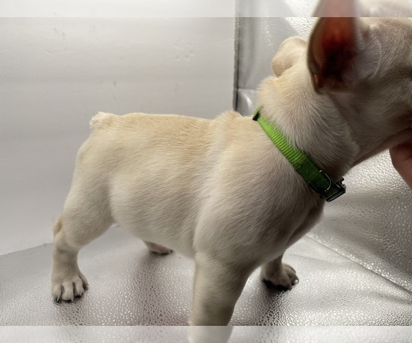 Medium Photo #6 French Bulldog Puppy For Sale in CLEARWATER, FL, USA