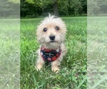 Small #5 Morkie