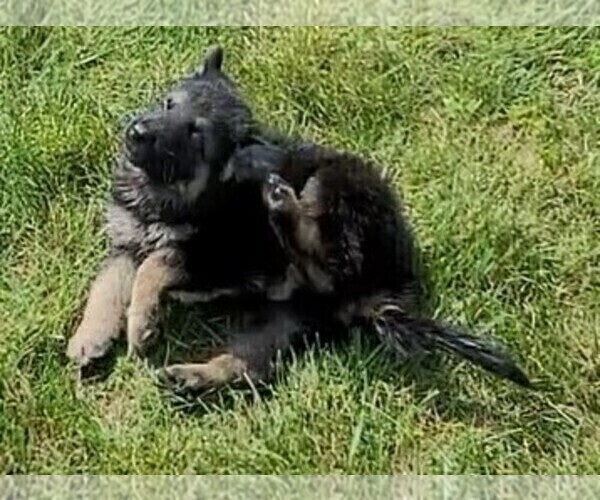 Medium Photo #2 German Shepherd Dog Puppy For Sale in BLANCHARDVILLE, WI, USA