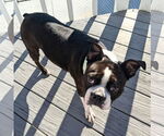 Small #2 Boston Terrier