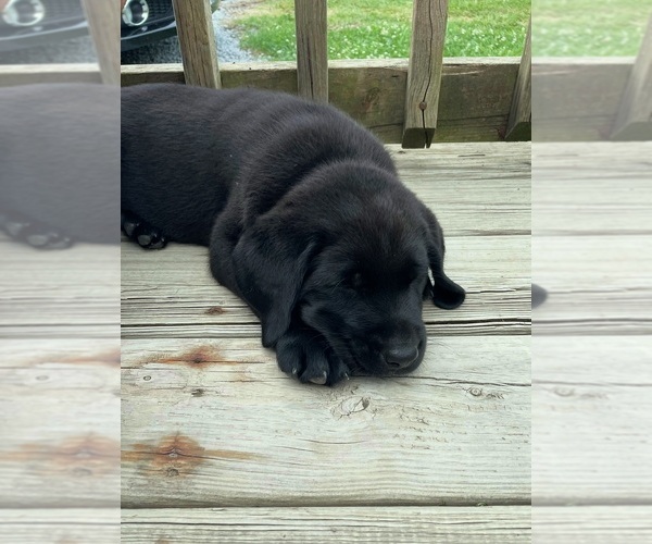Medium Photo #8 Labrador Retriever Puppy For Sale in SWANTON, MD, USA