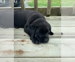 Small #3 Labrador Retriever