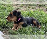 Small Photo #8 Airedale Terrier Puppy For Sale in MOUNT JULIET, TN, USA