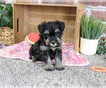 Small #2 Schnauzer (Miniature)
