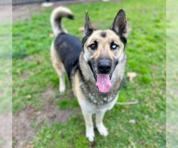 Medium Photo #3 Gerberian Shepsky Puppy For Sale in Riverside, CA, USA