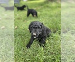 Small Photo #37 Goldendoodle Puppy For Sale in EATON RAPIDS, MI, USA