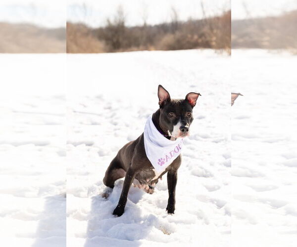 Medium Photo #7 Mutt Puppy For Sale in Crete, IL, USA