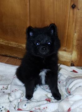 Medium Photo #1 Pomeranian Puppy For Sale in DINWIDDIE, VA, USA