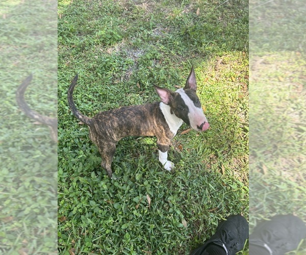 Medium Photo #3 Bull Terrier Puppy For Sale in LAND O LAKES, FL, USA