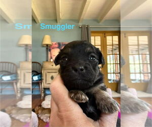 Dachshund-Unknown Mix Dogs for adoption in New York, NY, USA
