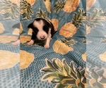 Small Photo #19 Border Collie Puppy For Sale in AIKEN, SC, USA