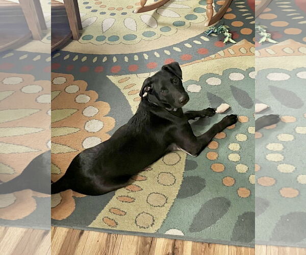 Medium Photo #2 Labrador Retriever-Unknown Mix Puppy For Sale in Virginia Beach, VA, USA