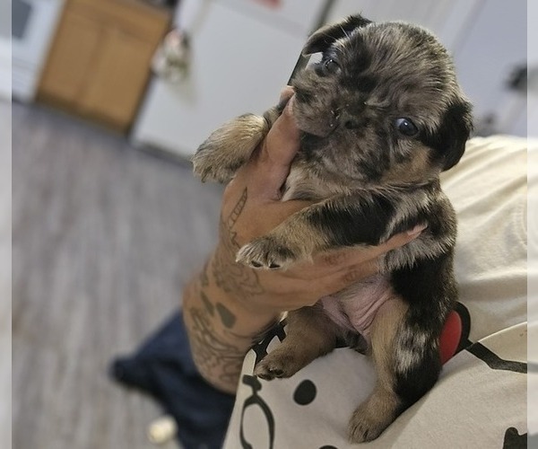 Medium Photo #11 French Bulldog Puppy For Sale in GLEN BURNIE, MD, USA