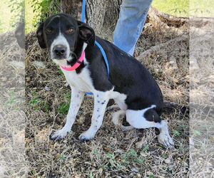 Mutt Dogs for adoption in Bandera, TX, USA