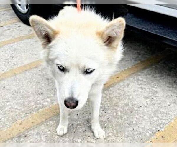 Medium Photo #1 Siberian Husky Puppy For Sale in Houston, TX, USA